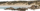10021