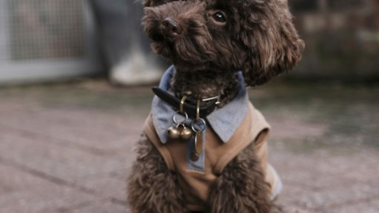 the-poodle-gang-369918-unsplash-512x768