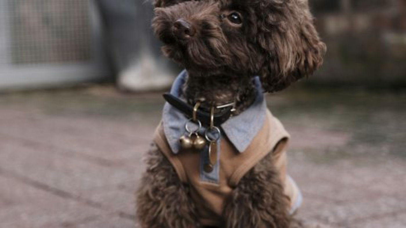 the-poodle-gang-369918-unsplash-512x768