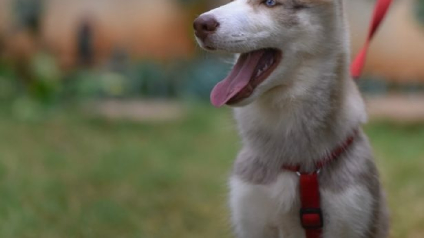 v-srinivasan-1163717-unsplash-1-616x768