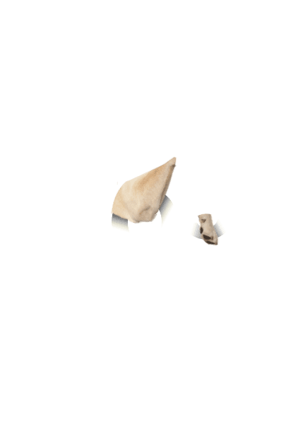 demo-attachment-548-dogs_hand-1